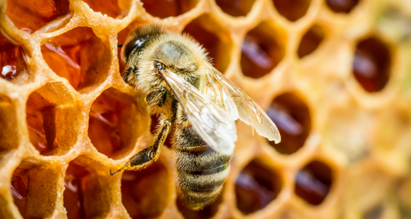 Trois conseils pour aménager un jardin favorable aux pollinisateurs