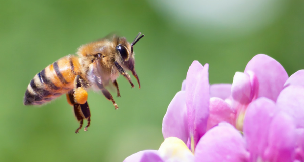 Saviez-vous que vous pouvez aider les abeilles à continuer de bourdonner?