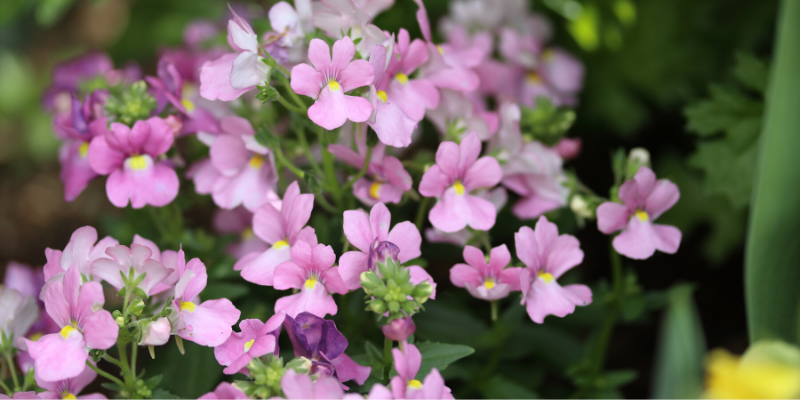 Plante annuelle : Némésie buissonnante Aromance™ Pink
