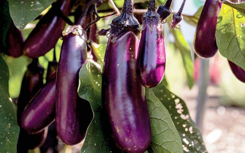 Plante potagère : L’aubergine ’Slim Jim’