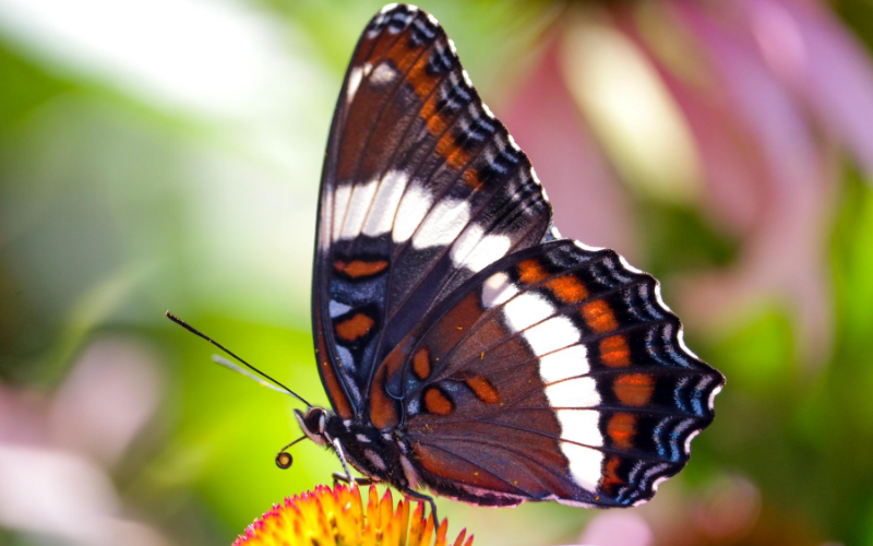 Apprenez-en plus sur le papillon amiral, le futur insecte emblème du Québec