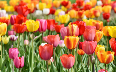 Plantes herbacées: Les Tulipes