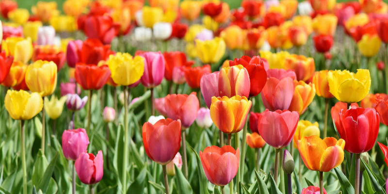 Plantes herbacées: Les Tulipes