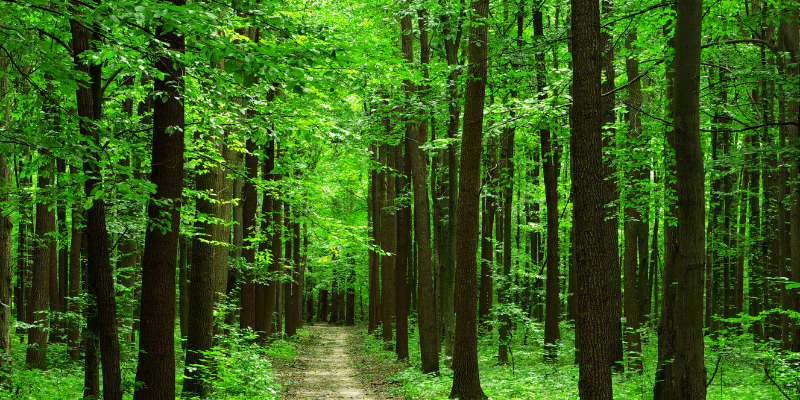 Protéger les forêts, c’est protéger l’humanité, la planète et la prospérité