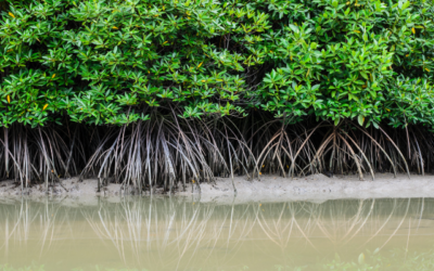 Les mangroves, des écosystèmes rares et spectaculaires (UNESCO)