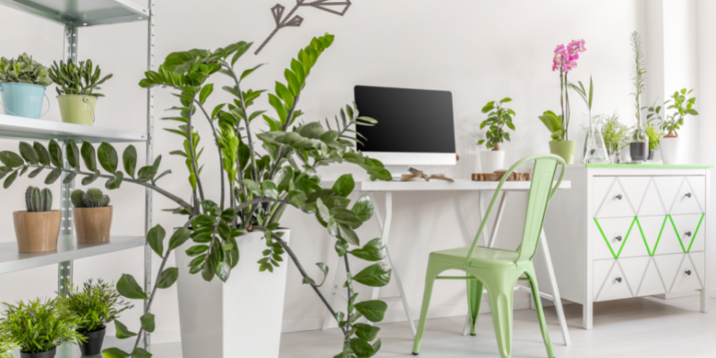 Les plantes vertes dans les bureaux : de réels bienfaits pour la santé