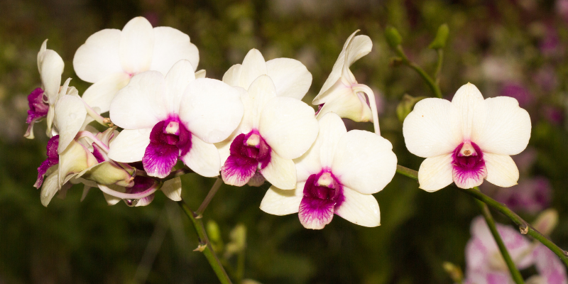 L’orchidée, la fleur de la beauté et de l’élégance