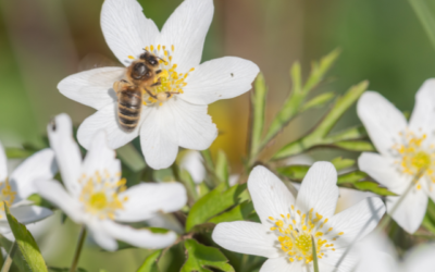 Plantes Régal d’abeilles