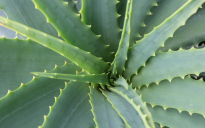 Plante d’intérieur :  L’Aloe