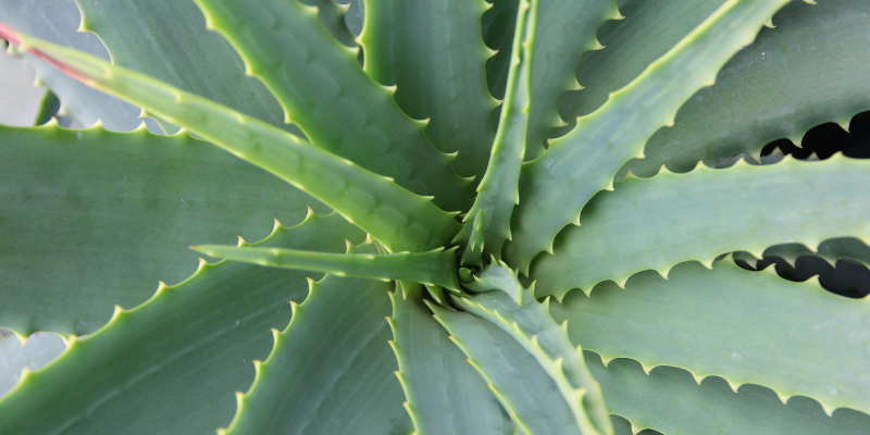 Plante d’intérieur :  L’Aloe