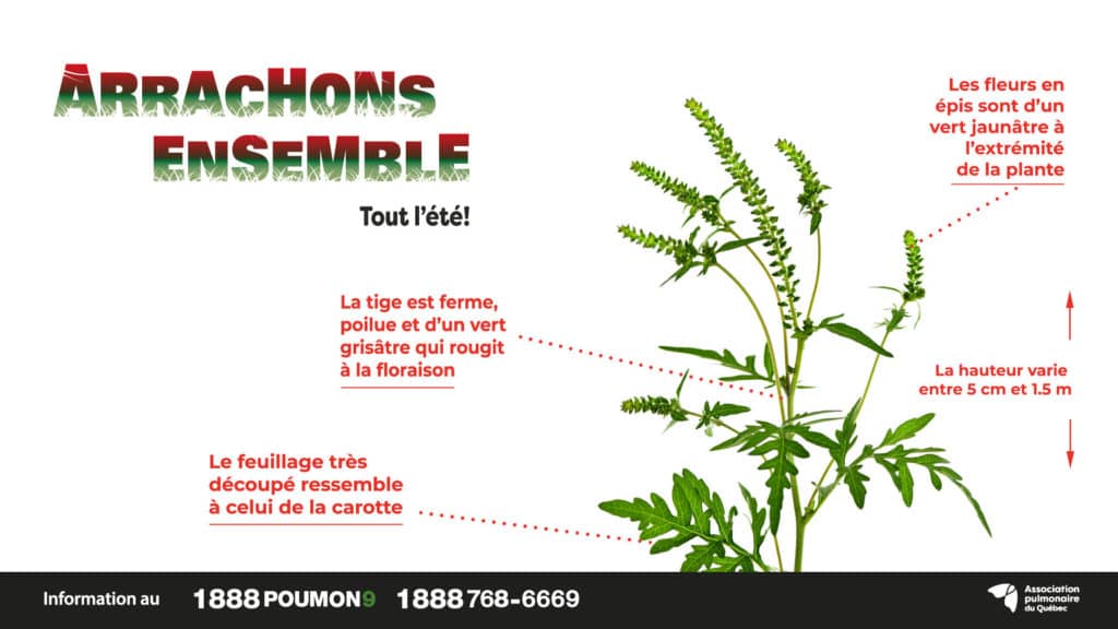 1 personne sur 8 est allergique à l'herbe à poux au Québec