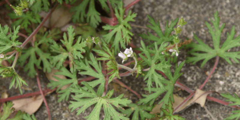 11 nouvelles plantes vasculaires sur la liste des espèces menacées ou vulnérables