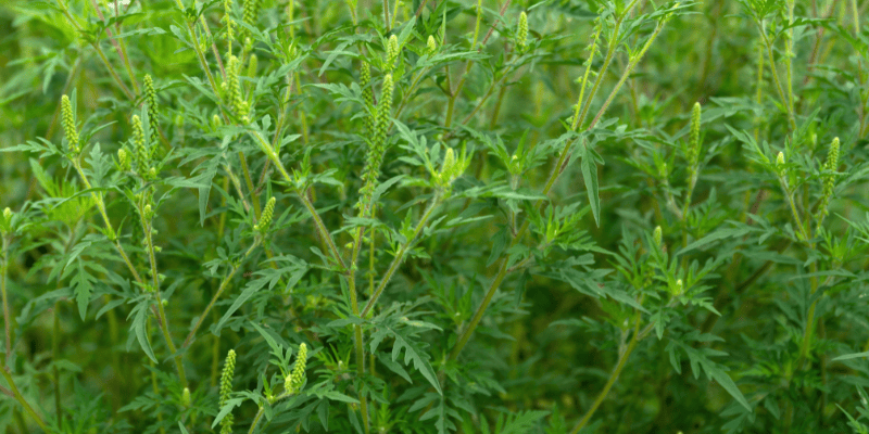 Agir à la mi-juillet et à la mi-août pour contrer les effets du pollen de l'herbe à poux!