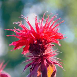 Année de la Monarda