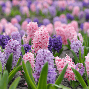 Année de la jacinthe