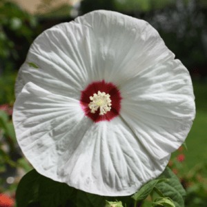 Année de l'hibiscus rustique