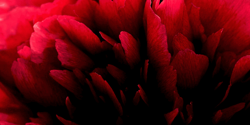 Année du jardin 2022 : mille raisons de faire une place aux végétaux dans votre vie