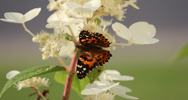 Attirer les papillons dans notre jardin