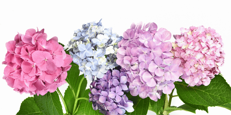 Avec l'hortensia, c'est l'été toute l'année