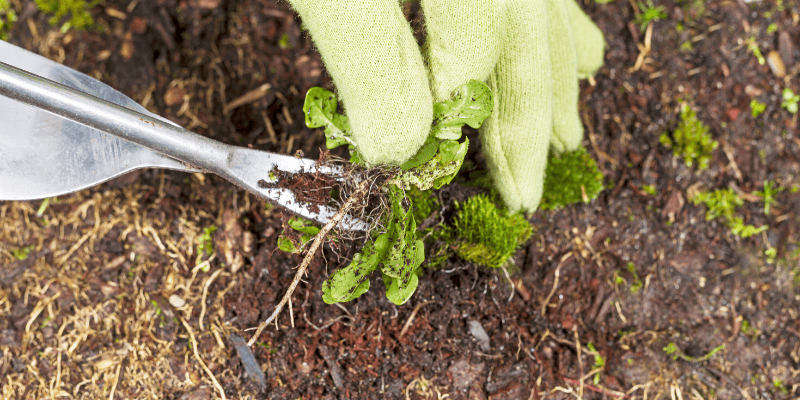 Comment éliminer les espèces envahissantes de votre jardin