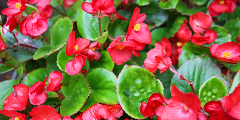 Exceptionnelles 2022 : Les meilleures fleurs annuelles