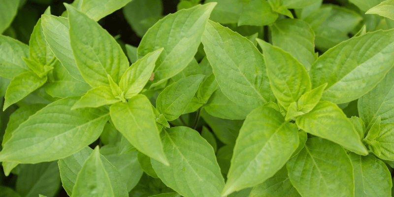 Exceptionnelles 2022 : Les meilleures plantes potagères