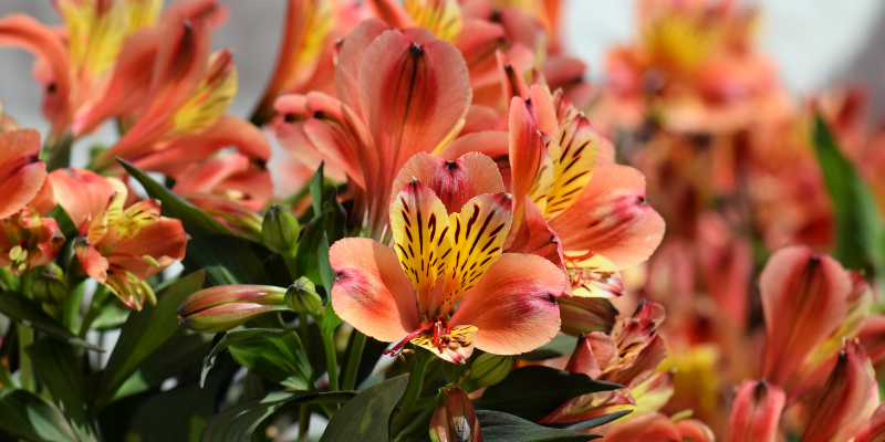 Plante Vivace : L'Alstroemeria