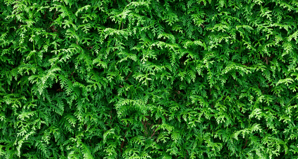 La haie de cèdre, comment la réussir?