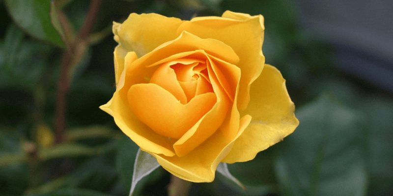 La rose, la reine des fleurs