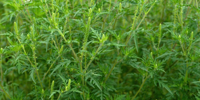 Campagne provinciale d’arrachage de l’herbe à poux 2022