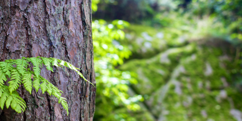 Le Canada encourage chacun à participer au Mois de l’inspection des arbres