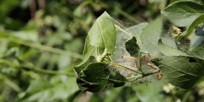 Journée internationale de la santé des végétaux