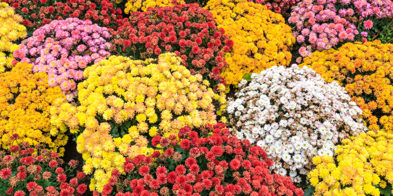 Le Chrysanthème est à l'Agenda des fleurs en octobre