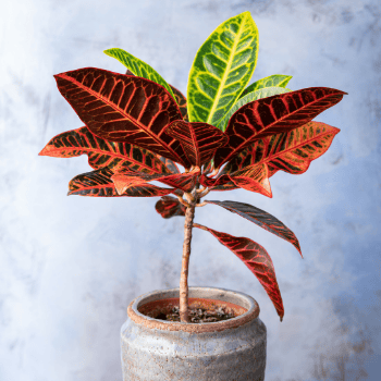 Le Croton plante