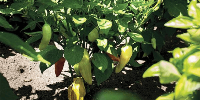Légume à découvrir : Le piment fort en forme de baie Aji Crystal
