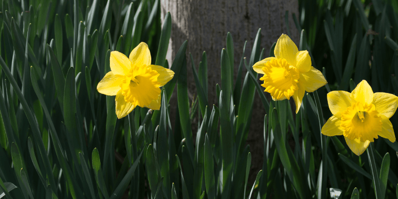 Les Bulbes prêts à fleurir