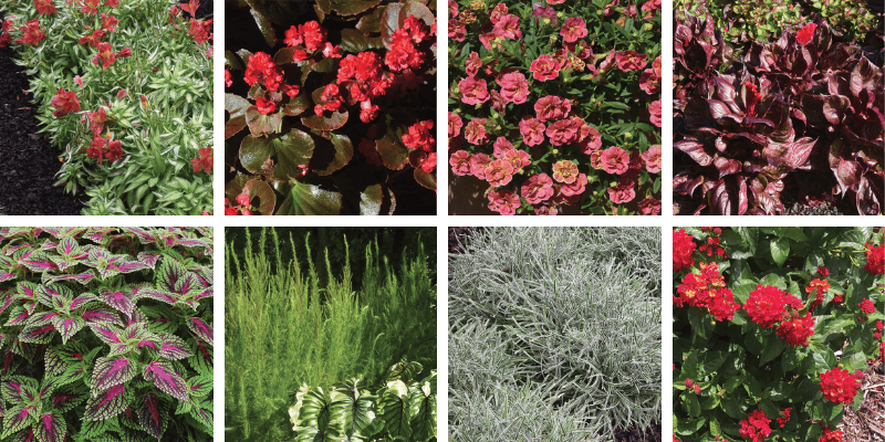 Les Exceptionnelles 2021 pour rehausser votre aménagement paysager