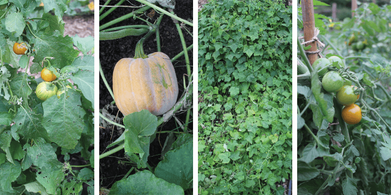 Les Exceptionnelles 2021 pour votre jardin potager