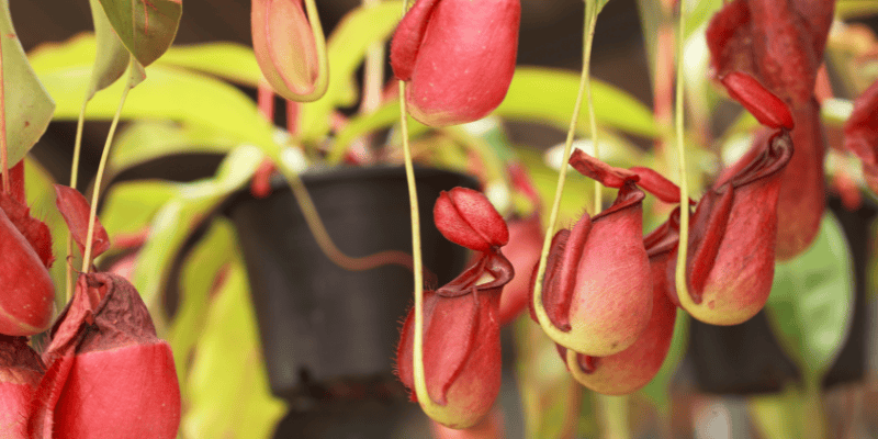 Les Plantes Carnivores