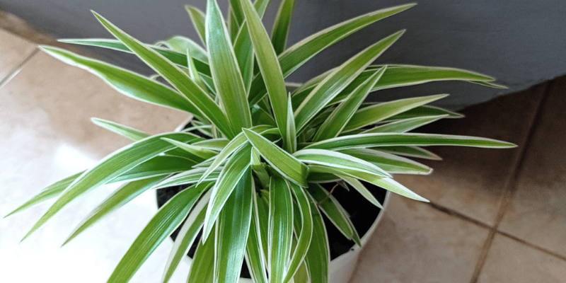 Les Plantes de compagnie