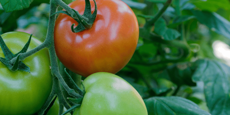 Les plantes potagères