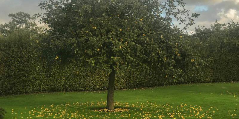 Les arbres fruitiers