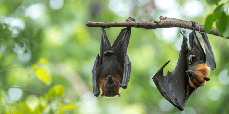 Les chauves-souris et les autres animaux sauvages pourraient avoir la rage. Évitez leur contact!
