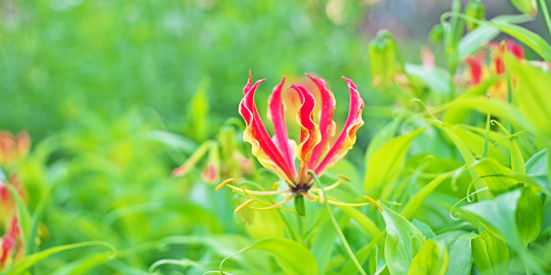 Les fleurs exotiques: Strelitzia, gloriosa et anthurium