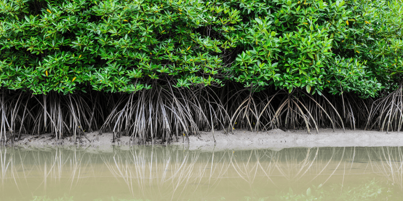 Les mangroves, des écosystèmes rares et spectaculaires (UNESCO)