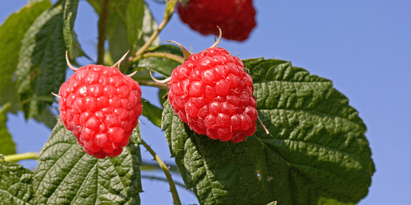 Les plantes grimpantes fruitières