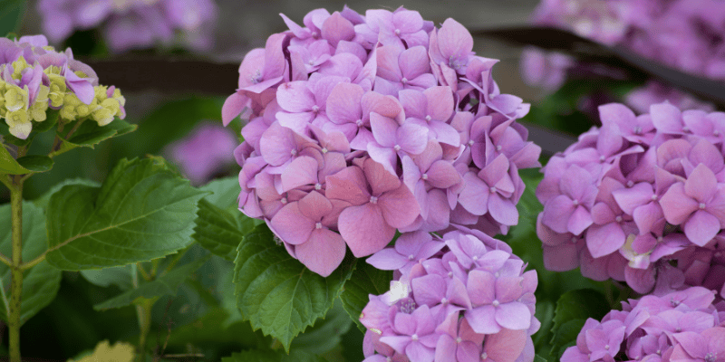 L'hortensia, l'un des plus beaux arbustes à fleurs à avoir au jardin