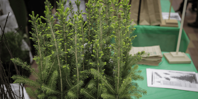 Mois de l’arbre et des forêts – Les arbres du Québec au cœur des célébrations depuis 140 ans!