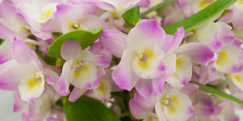 Dendrobium : l'orchidée du calme et de la sérénité