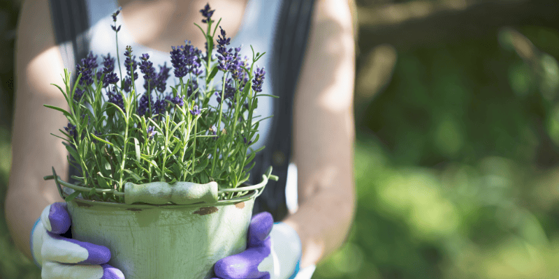 Plante de balcon : la lavande